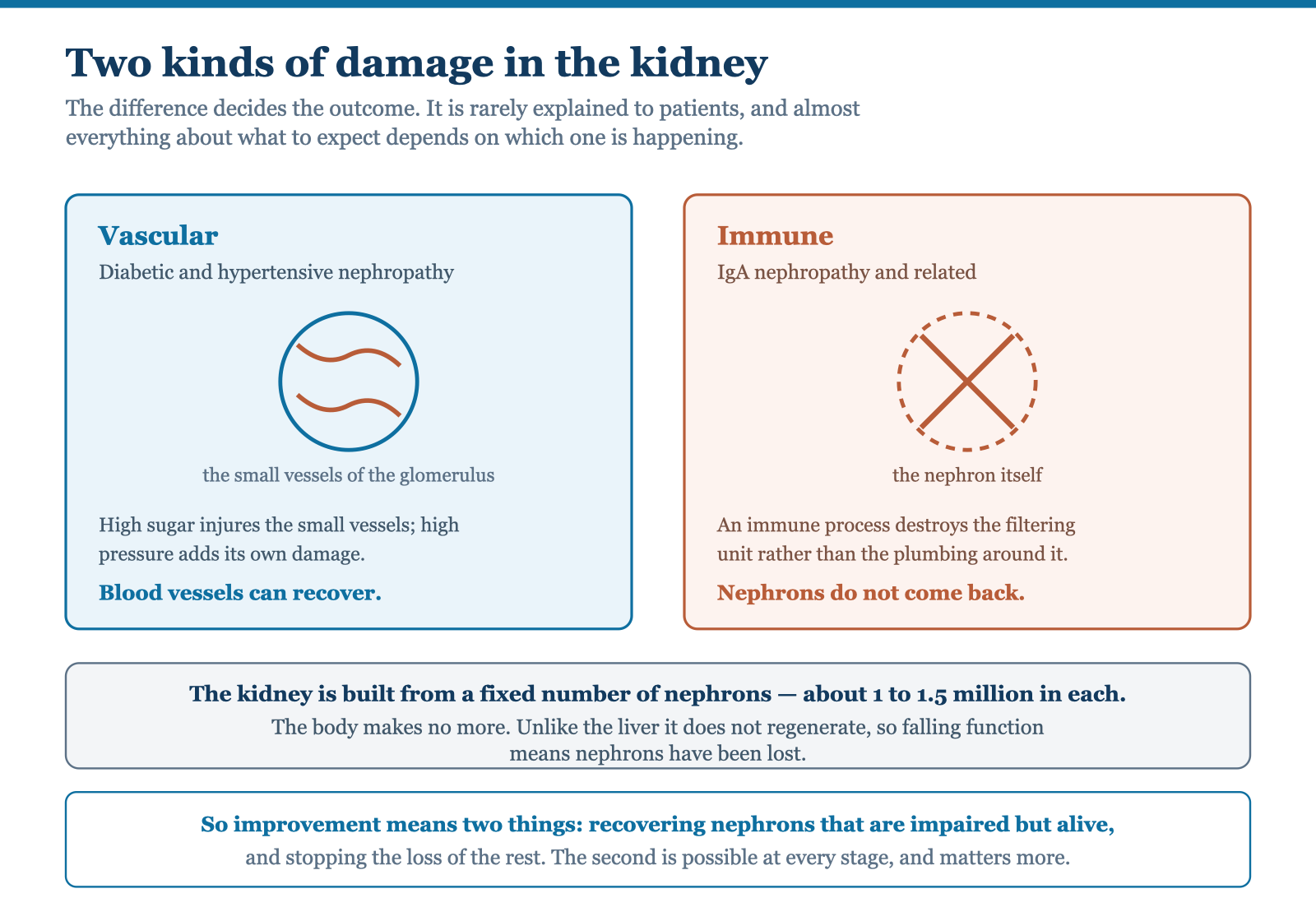 Diagram contrasting vascular damage in diabetic and hypertensive nephropathy, where the small blood vessels are injured and can recover, with immune damage in IgA nephropathy, where the nephron itself is destroyed and does not return.