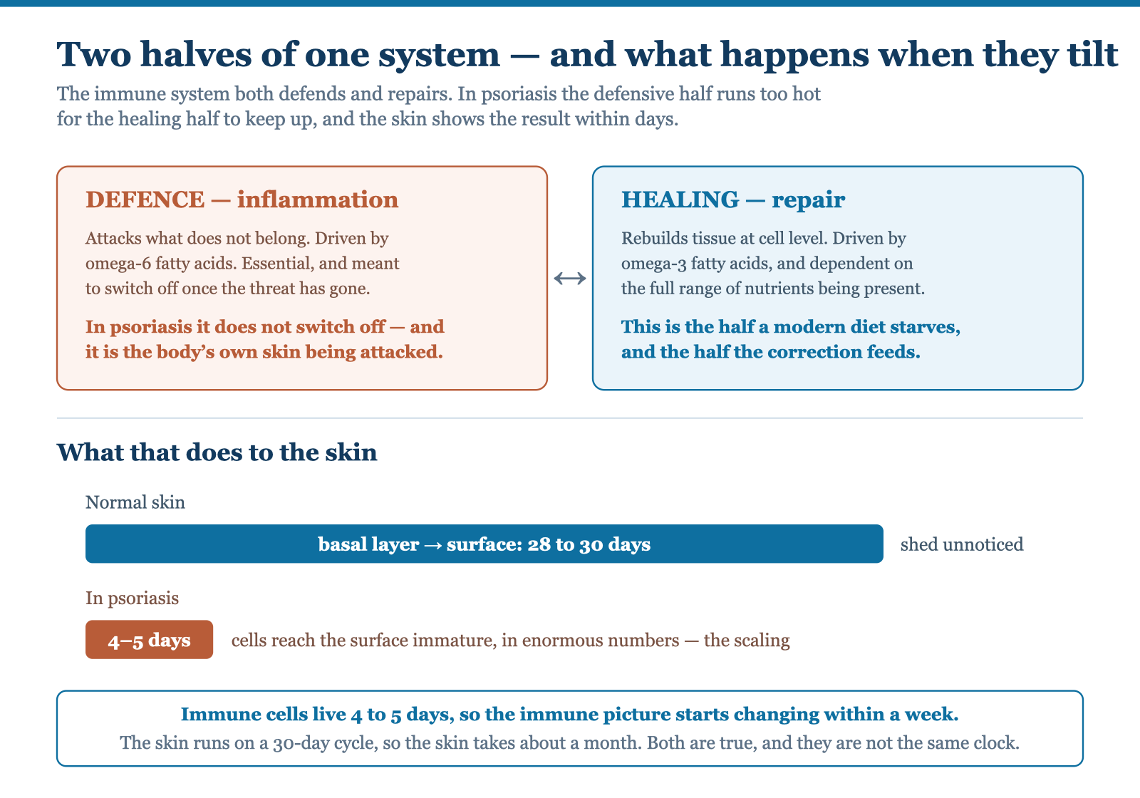 Two-part diagram: the immune system's defence and healing halves shown out of balance in psoriasis; and skin cell turnover accelerating from a normal 28 to 30 days down to 4 to 5 days, which is what produces the scaling.