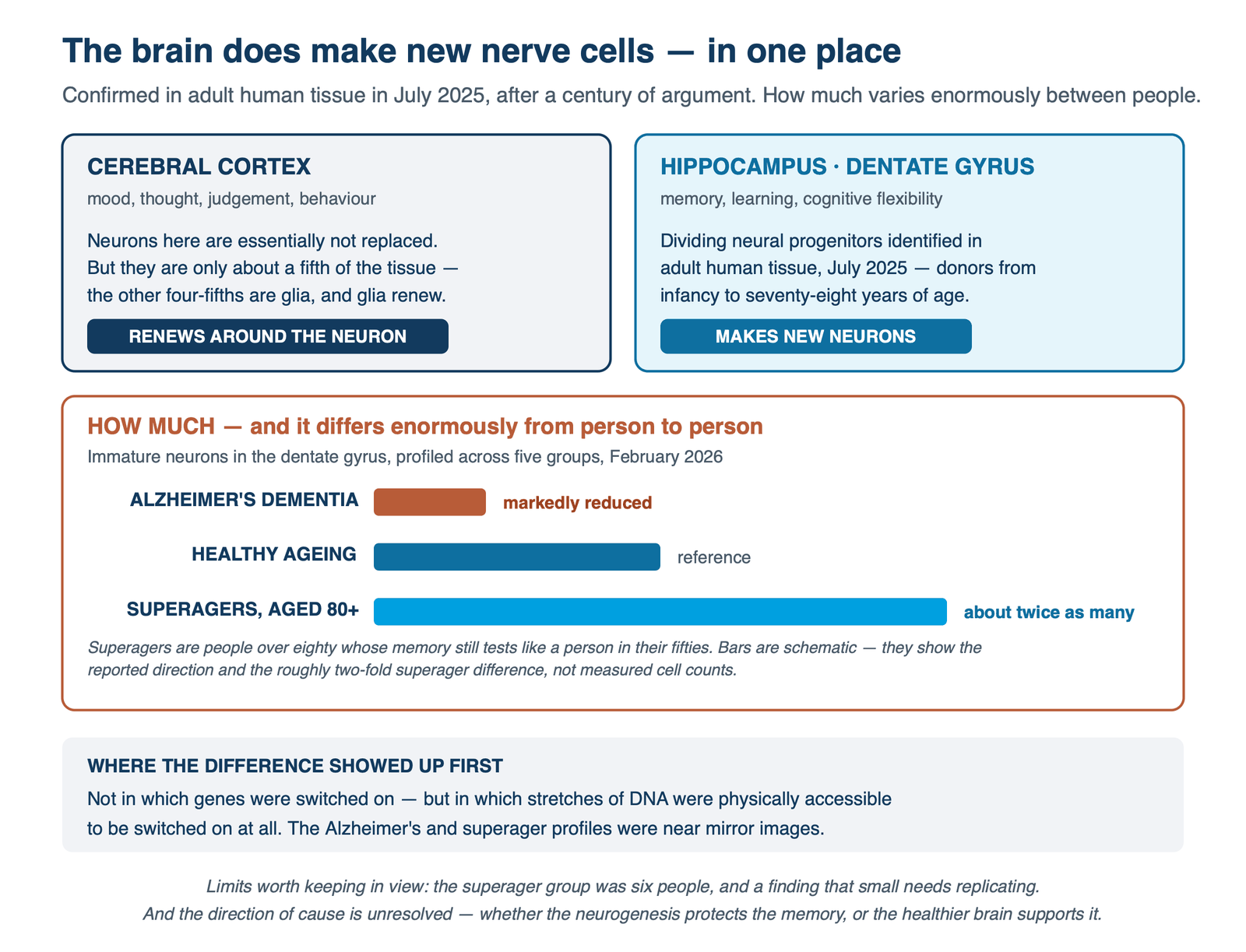 Adult hippocampal neurogenesis confirmed in 2025, and immature neuron counts in Alzheimer's disease compared with superagers.