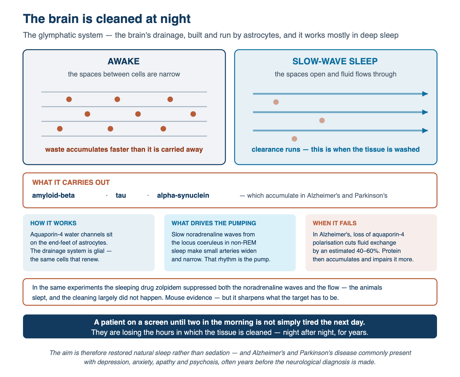 The glymphatic system awake and in slow-wave sleep, the noradrenaline rhythm that drives the pumping, and the loss of clearance in Alzheimer's disease.
