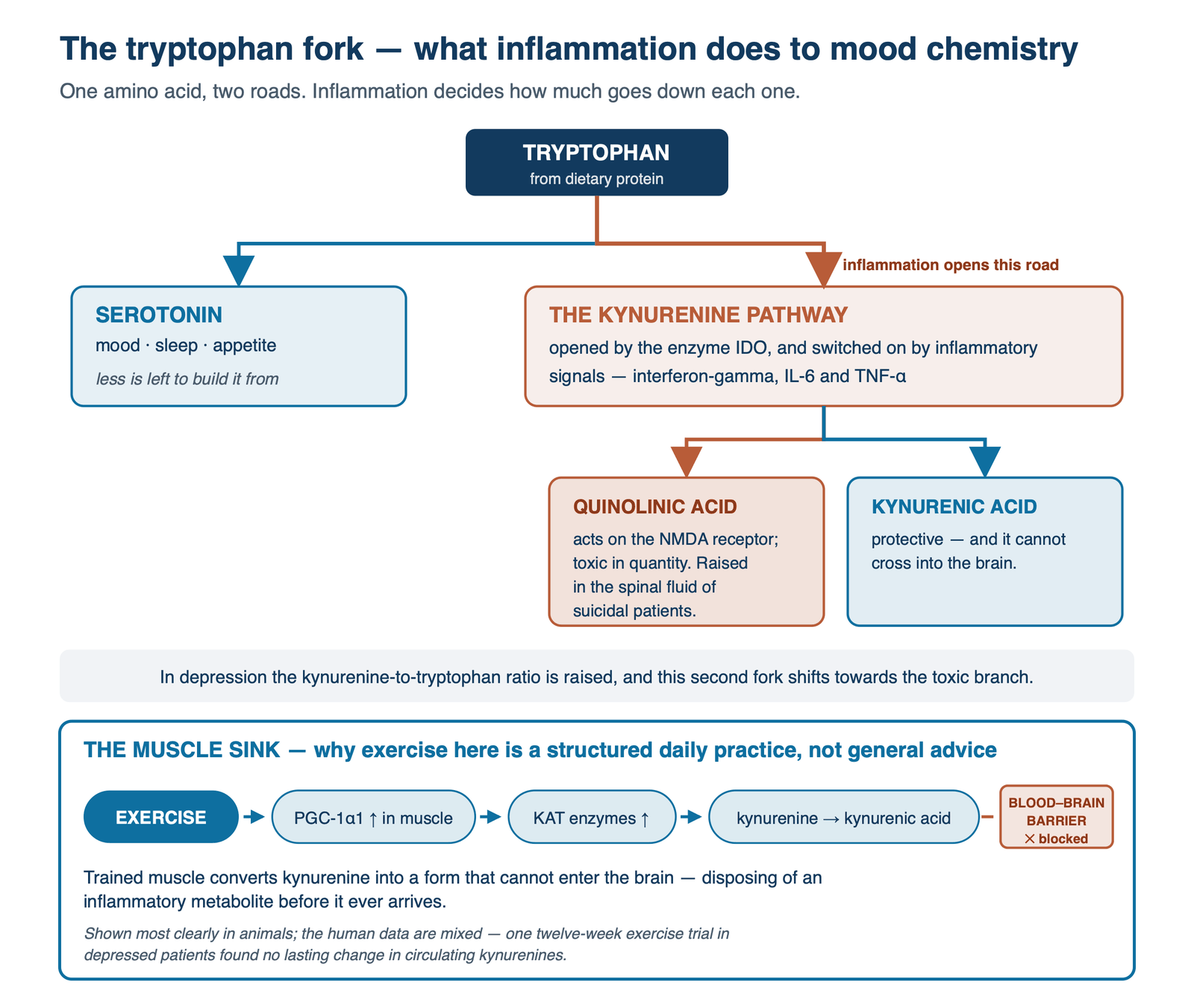 Tryptophan divided between serotonin and the kynurenine pathway by inflammation, and trained muscle converting kynurenine to kynurenic acid.