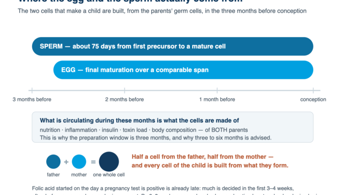 Timeline showing that the egg and the sperm are built out of the parents' germ cells during the three months before conception.