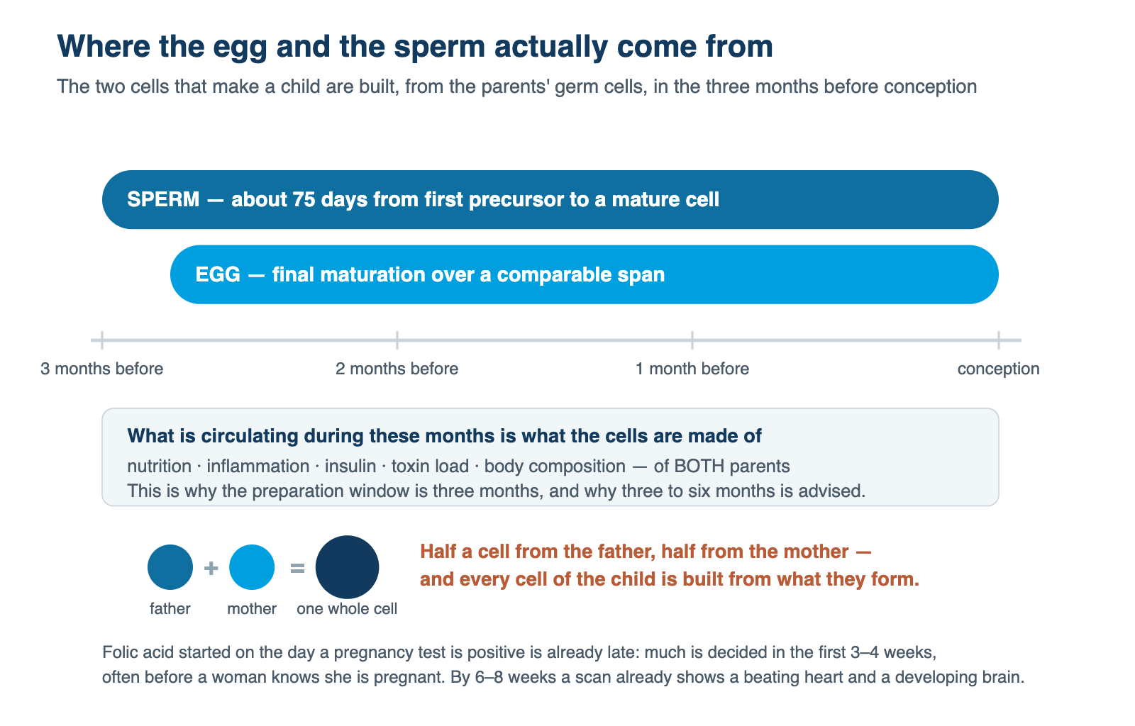 Timeline showing that the egg and the sperm are built out of the parents' germ cells during the three months before conception.