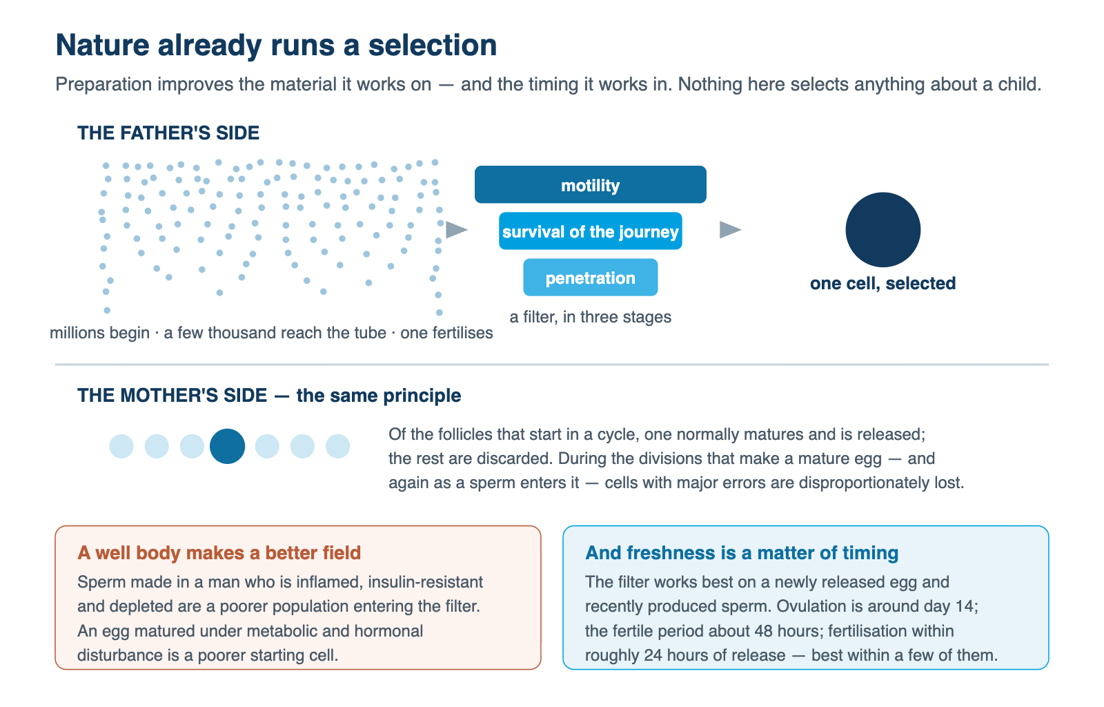 How natural selection between millions of sperm works, and how preparation improves the field it selects from.
