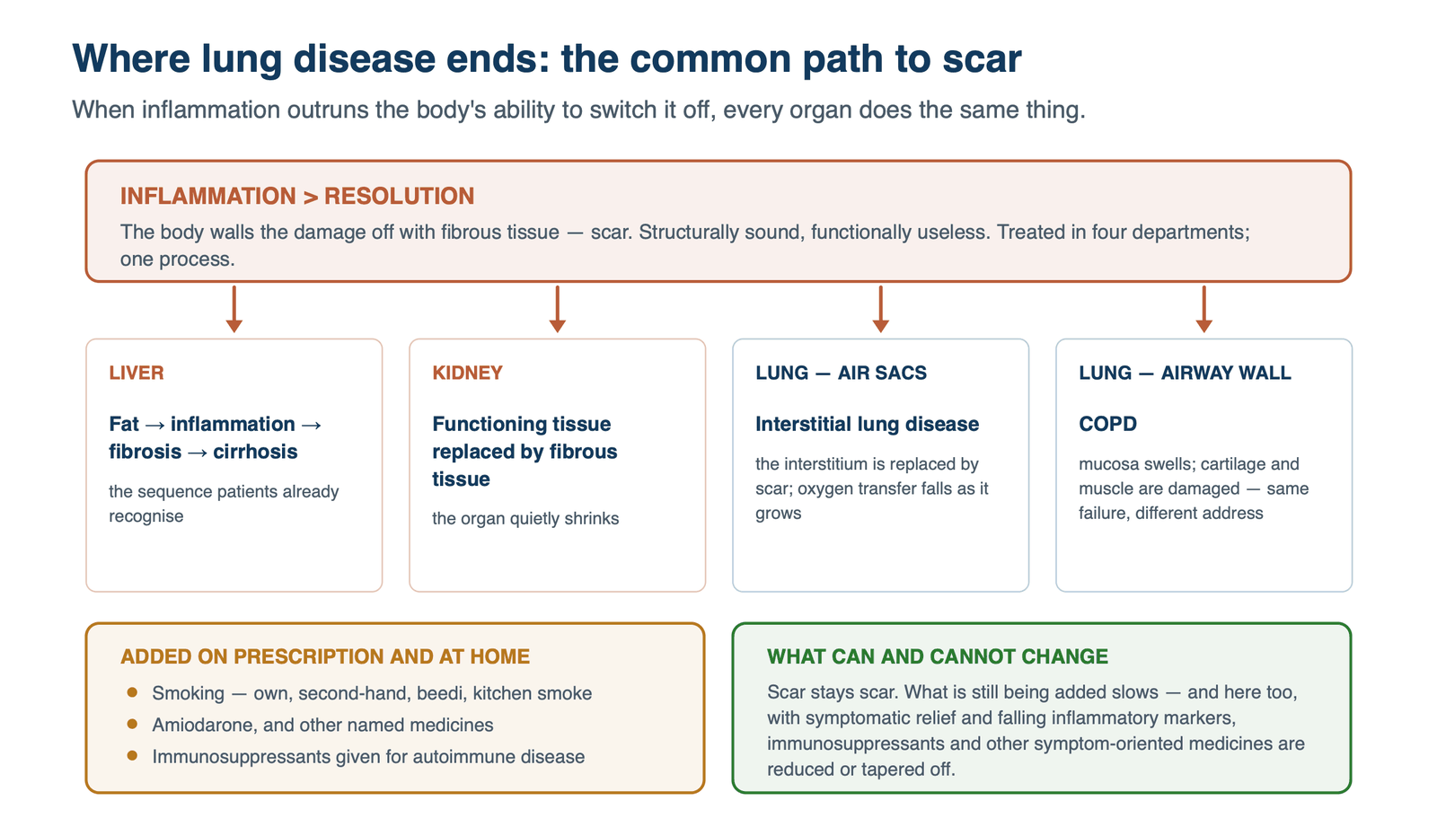 Inflammation outrunning resolution leads to scar in four places: the liver (fibrosis and cirrhosis), the kidney (shrinks), the lung air sacs (interstitial lung disease) and the airway wall (COPD).
